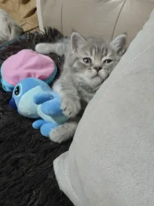 Продам шотланскую кошечку прямоушку в плюшевой