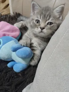 Продам шотланскую кошечку прямоушку в плюшевой