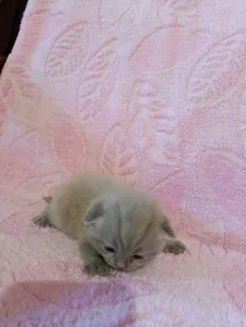 Предлагаются для брони шотландские котята