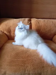 В продаже красивая британская кошечка хайленд в