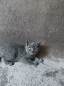 Продам британских котят