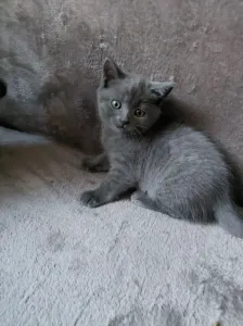Продам британских котят