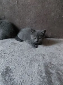 Продам британских котят