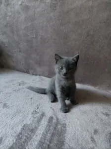 Продам британских котят
