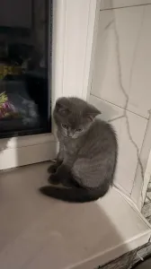 Продам британских котят