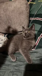 Продам британских котят