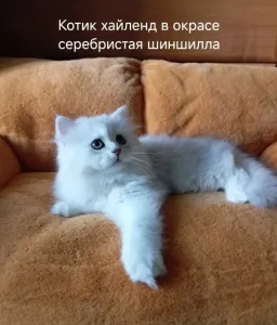 В продаже красивый британский котик хайленд в