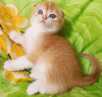 Шотландский вислоухий мальчик