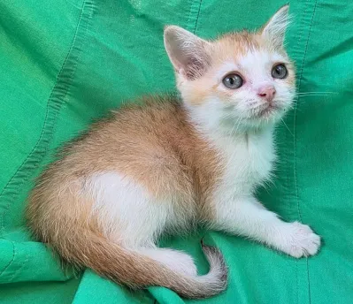 Шотландская кошечка скоттиш-страйт золотая