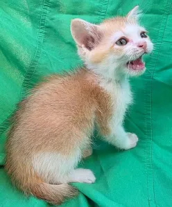 Шотландская кошечка скоттиш-страйт золотая
