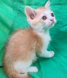 Шотландская кошечка скоттиш-страйт золотая
