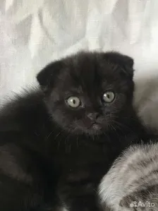 Продаются котята шотландцы .Чёрные