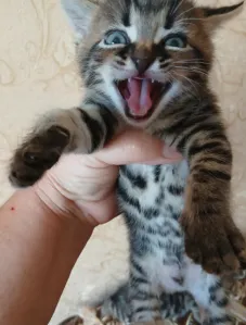 Очаровательные котята табби