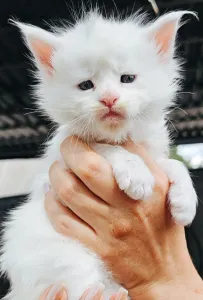 Готовы к брони котята породы Мейн кун