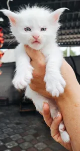 Готовы к брони котята породы Мейн кун