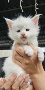 Готовы к брони котята породы Мейн кун