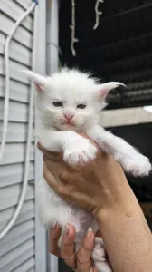 Готовы к брони котята породы Мейн кун
