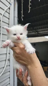 Готовы к брони котята породы Мейн кун