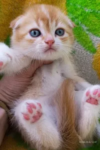 Шотландский вислоухий мальчик золотая шиншилла