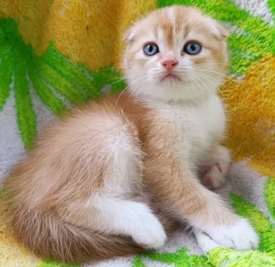 Шотландский вислоухий мальчик золотая шиншилла