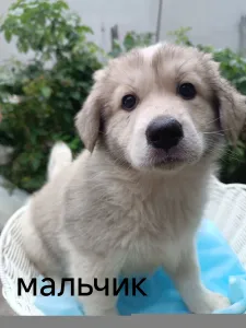 Отдам домашних щенков добрым