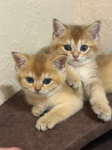Шотландский мальчик и девочка скоттиш-страйт в