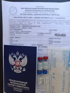 Продаю щенка немецкой овчарки с документами РКФ