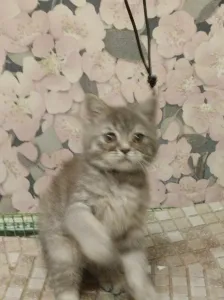 Продам Шотландских котят две девочки прямоушки.