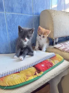 Отдам в хорошие руки котят два мальчика