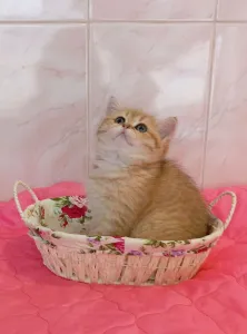 Продам кошечку порода золотая шиншилла вет