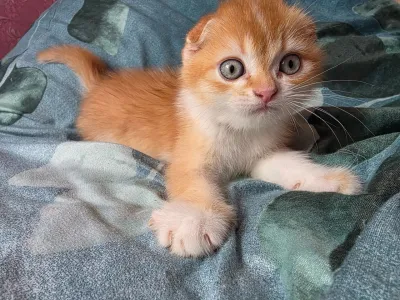 Шотландский вислоухий мальчик в золотом окрасе.