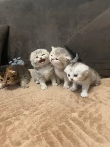 стать владельцем очаровательных шотландских котят!