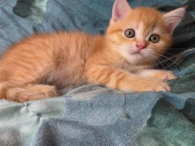 Шотландский мальчик скоттиш-страйт в яркой