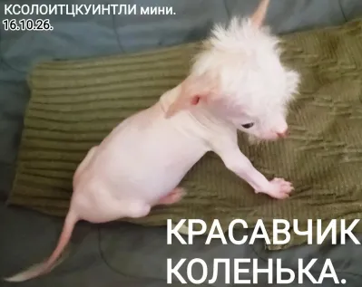 Продам замечательных самостоятельных ЩЕНКОВ