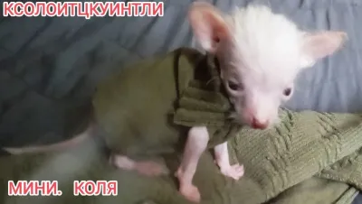 Продам замечательных самостоятельных ЩЕНКОВ