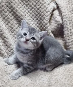 Продаётся шотландский котик скоттиш-страйт.