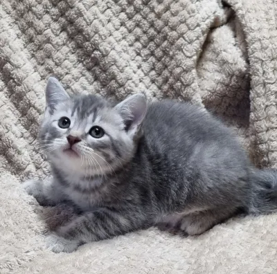Продаётся шотландский котик скоттиш-страйт.