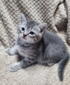 Продаётся шотландский котик скоттиш-страйт.
