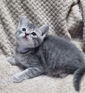 Продаётся шотландский котик скоттиш-страйт.
