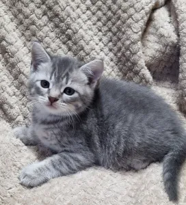 Продаётся шотландский котик скоттиш-страйт.