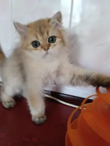 Британский котик Хайленд в окрасе золотая
