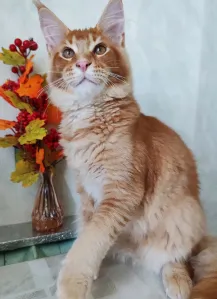 ДНР последний котёнок Мейн куна От КРУПНЫХ