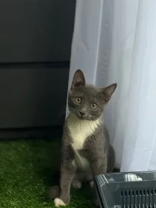 Отдам в хорошие руки кошечку возрастом 3