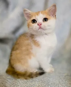 Шотландская кошечка скоттиш-страйт в окрасе