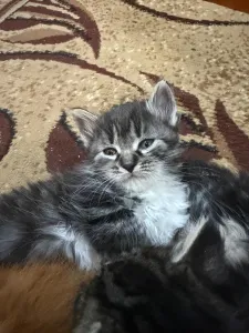 Маленькие милые котики ищут хозяев