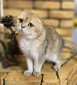 Шотландский Вислоухий кот золотая шиншилла ждёт