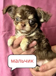 Продам щенков чихуахуа