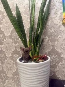Продаю эксклюзивного щенка чихуахуа.