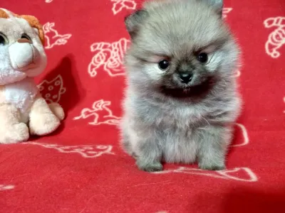 Донецк Продам щенков шпица