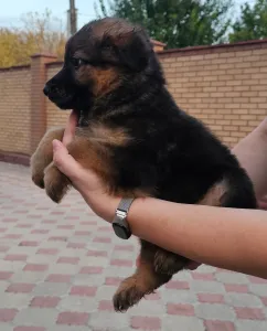Продаём щенков немецкой овчарки